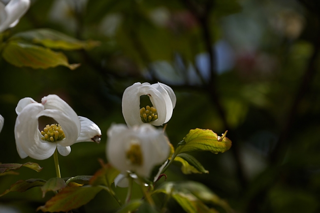 Jardin des Impressionnistes-MAI14-063